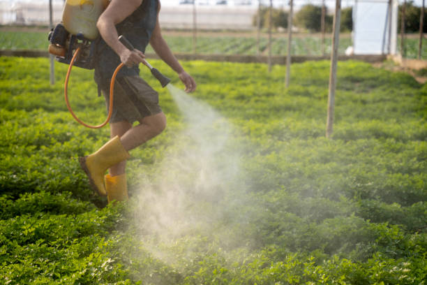 Best Local Pest Control Services  in Fort Denaud, FL