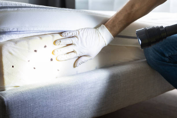 Best Wasp Removal Services  in Fort Denaud, FL