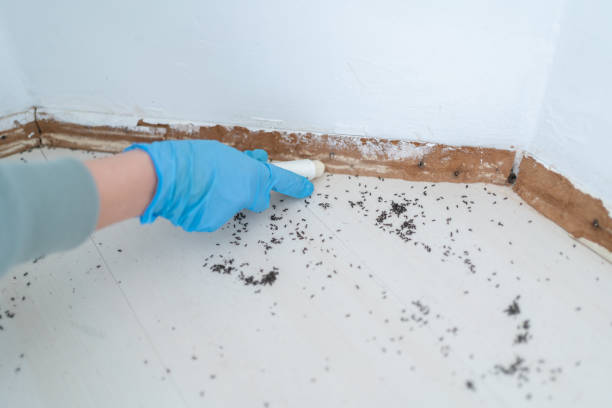Best Pest Inspection Near Me  in Fort Denaud, FL